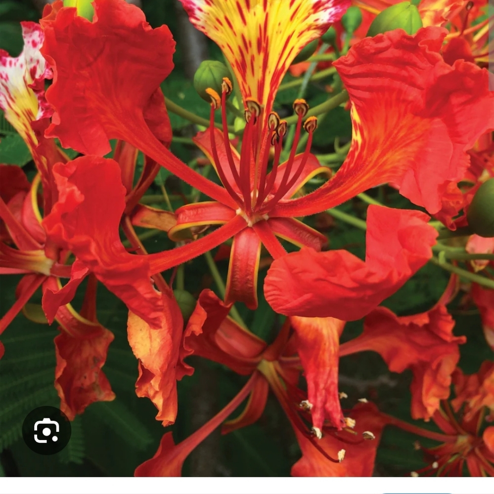 Beautiful Natural Dry and Resin Royal Poinciana Flower (Acacia )From Florida - Picture 3 of 4